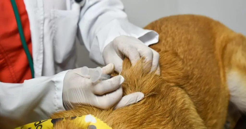 ¿Cómo postularse a un empleo de bienestar animal en Italia?