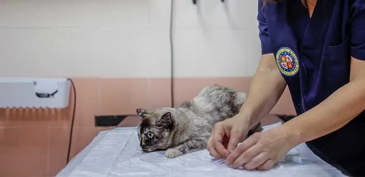 ¿Cómo postularse a un empleo de bienestar animal en Italia?