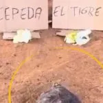 Morrocoy de El Abuelo ya eligió presidente de Colombia: ¿acertará otra vez?